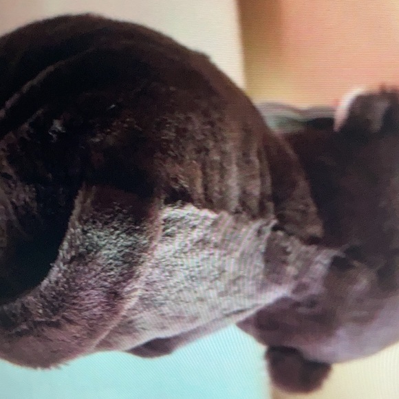 NWT Ty Beanie Bellies Matteo - Picture 4 of 5